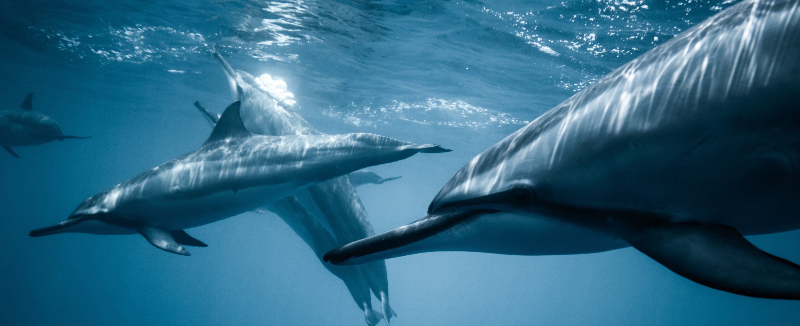 dolfijnen_spotten_lissabon
